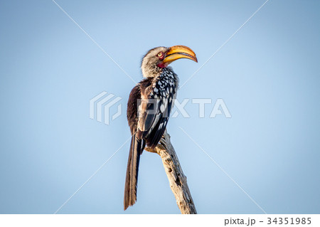 Yellow-billed hornbill sitting on a branch. 34351985