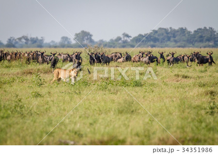 Lion walking in front of Blue wildebeests. 34351986