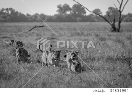 Pride of Lions walking in the grass. 34351994