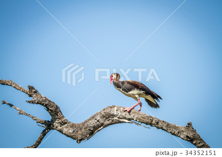 Spur-winged goose sitting on a branch. 34352151