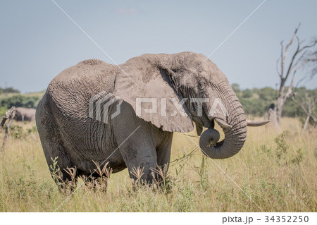 Elephant standing in high grass. Elephant standing in high grass. 34352250