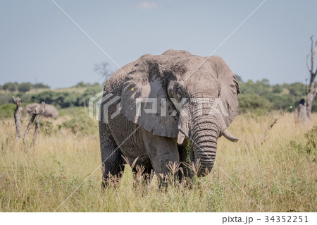 Elephant standing in high grass. Elephant standing in high grass. 34352251