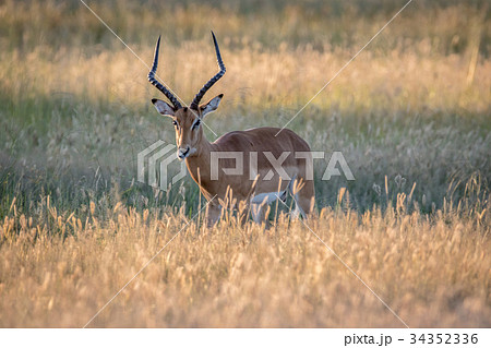 Impala ram starring at the camera. 34352336