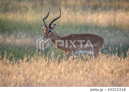 Side profile of an Impala ram. Side profile of an Impala ram. 34352338