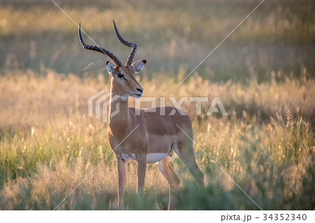 Impala ram starring at the camera. 34352340