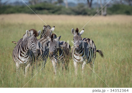 Group of Zebras standing in the grass. 34352364
