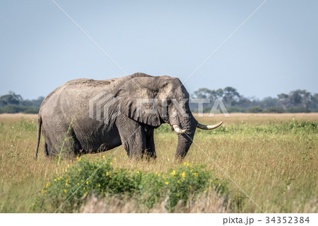 Elephant bull standing in the high grass. Elephant bull standing in the high grass. 34352384
