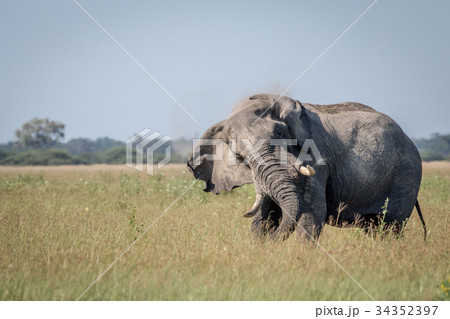 Big Elephant bull showing some attitude. 34352397
