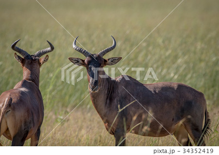 Two Red hartebeests standing in the grass. Two Red hartebeests standing in the grass. 34352419