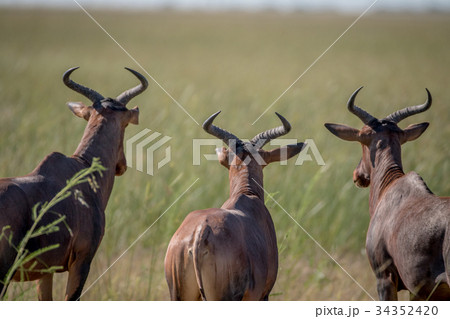 Three red hartebeests looking away. Three red hartebeests looking away. 34352420
