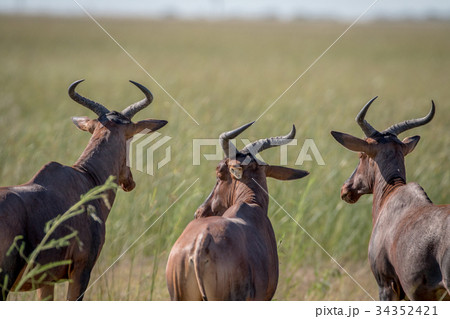 Three red hartebeests looking away. Three red hartebeests looking away. 34352421