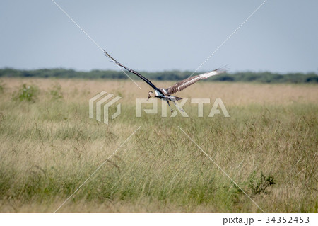 Juvenile Saddle-billed stork flying away. 34352453