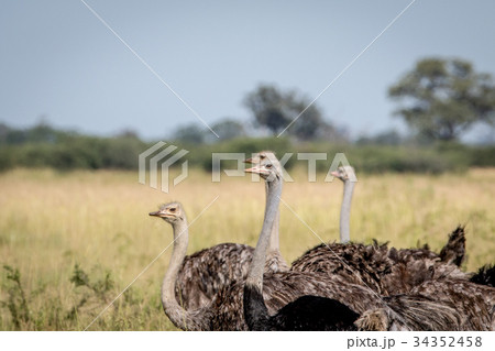 Close up of a group of Ostriches. 34352458