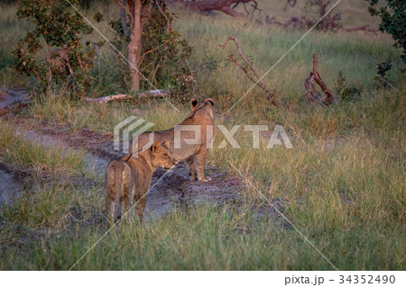 Two Lions standing on the road and starring. Two Lions standing on the road and starring. 34352490