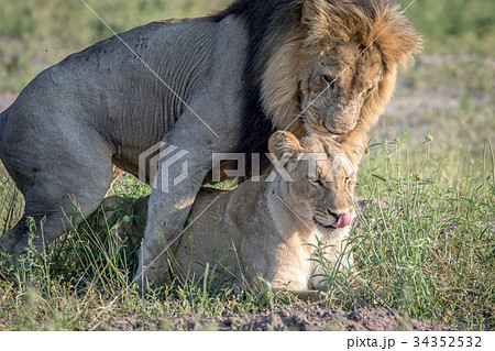 Lions mating in the grass in Chobe. 34352532