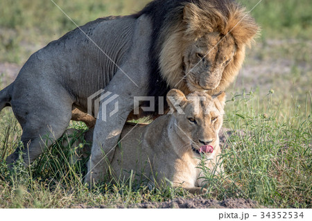 Lions mating in the grass in Chobe. Lions mating in the grass in Chobe. 34352534