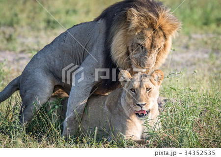 Lions mating in the grass in Chobe. 34352535
