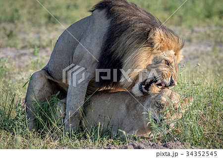 Lions mating in the grass in Chobe. Lions mating in the grass in Chobe. 34352545