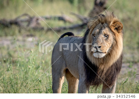 Big male Lion standing in the grass. Big male Lion standing in the grass. 34352546