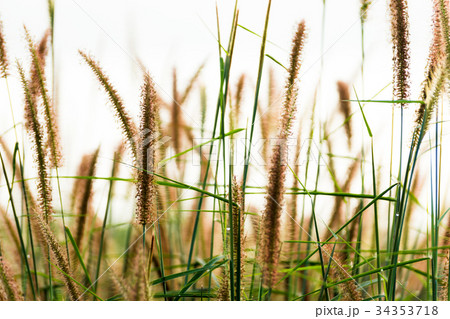 Flower grass in the forest. 34353718