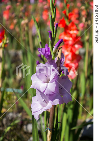 Gladiolus flower in the garden. Gladiolus flower in the garden. 34353863
