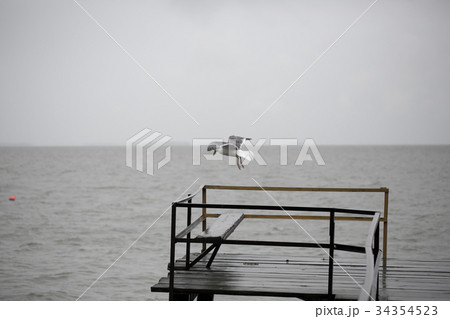 Seagull flying over water 34354523