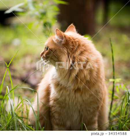 Beautiful red cat on the grass 34354588