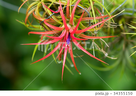 Tillandsia air plant in the nature. Tillandsia air plant in the nature. 34355150