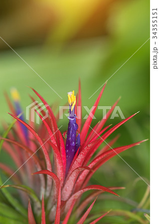Tillandsia air plant in the nature. Tillandsia air plant in the nature. 34355151