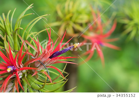 Tillandsia air plant in the nature. Tillandsia air plant in the nature. 34355152