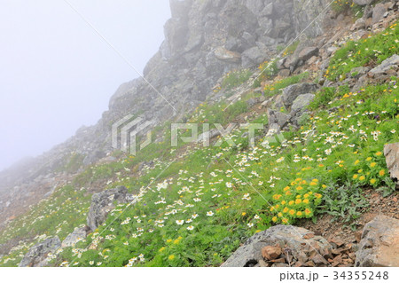 霧の南アルプス・北岳山頂直下の花畑 34355248