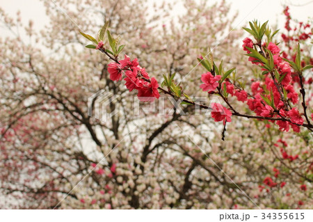 源平花桃 34355615