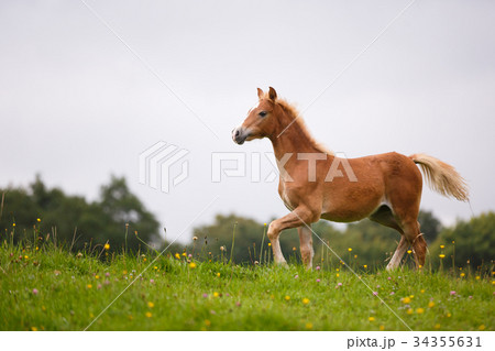 The running foal 34355631