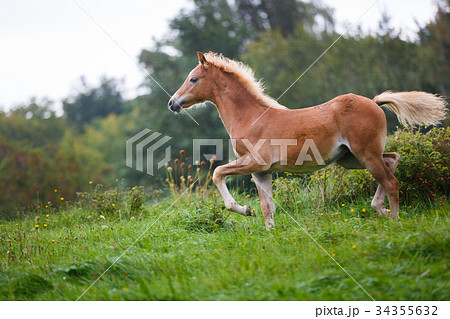 The running foal 34355632