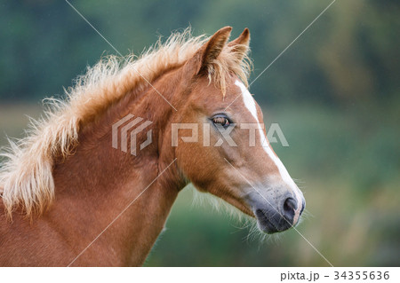 The foal close up The foal close up 34355636