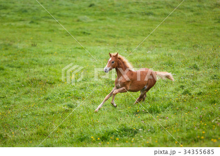 The running foal The running foal 34355685