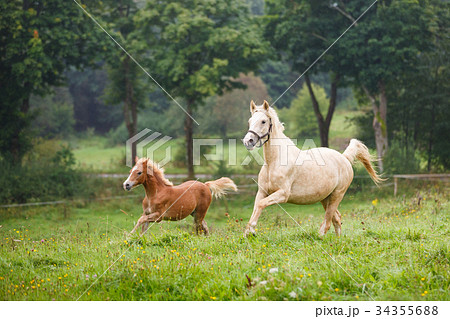 Running horses on the meadow Running horses on the meadow 34355688