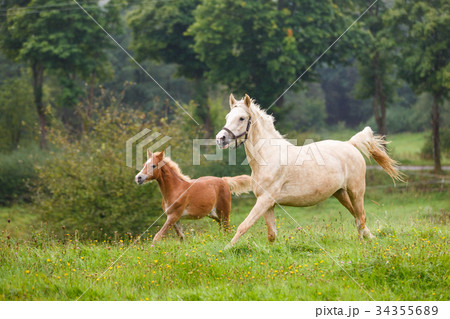 Running horses on the meadow 34355689