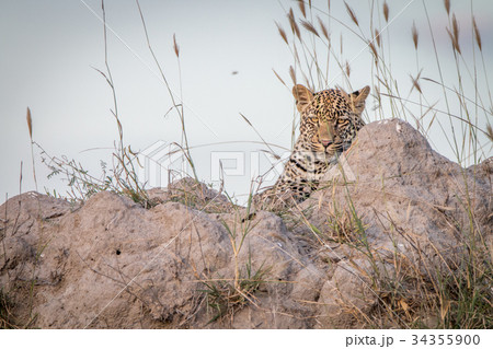 A Leopard relaxing on top of a termite mound. A Leopard relaxing on top of a termite mound. 34355900