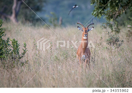 An Impala staring at the camera. 34355902