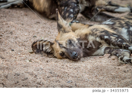 An African wild dog sleeping in the sand. An African wild dog sleeping in the sand. 34355975