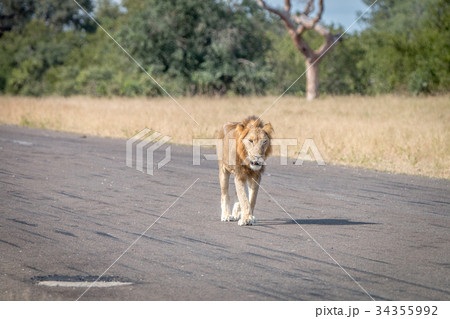 A Lion walking on the airstrip. 34355992
