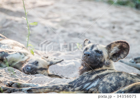Two African wild dogs relaxing in the sand. 34356075