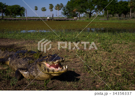 Yacare Caiman, crocodile in Pantanal, Paraguay 34356337