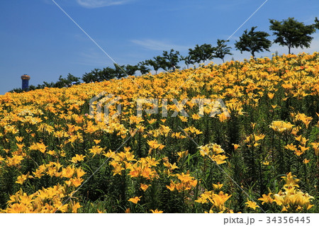 夏の舞洲ゆり園 34356445
