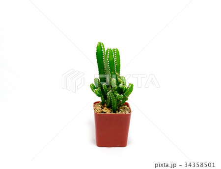Cactus in pot on a white background Cactus in pot on a white background 34358501