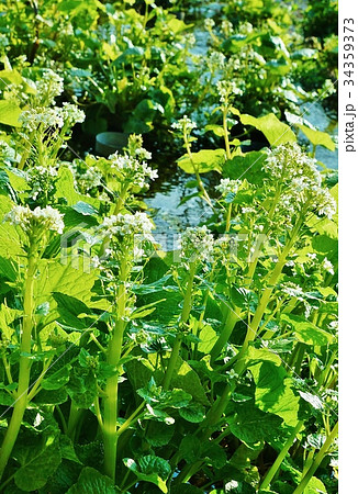 春の野菜素材・ワサビ田のワサビの花と葉と茎・縦位置 34359373