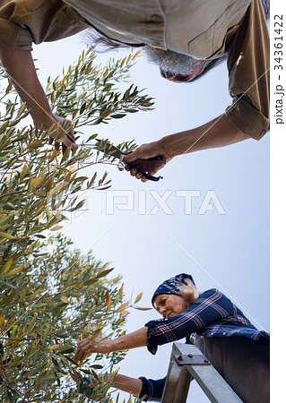 Couple pruning olive tree in farm Couple pruning olive tree in farm 34361422