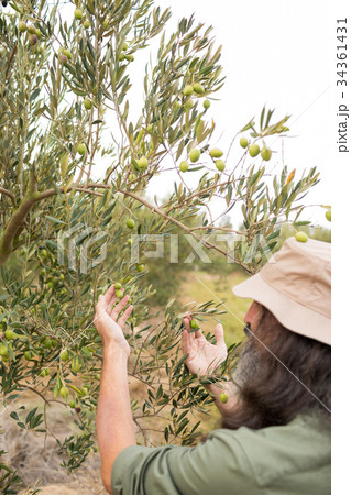 Man observing olives on plant 34361431