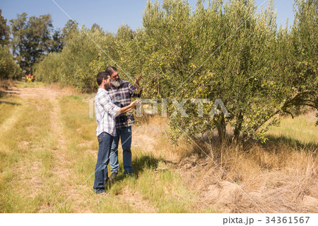 Friends examining olive on plant Friends examining olive on plant 34361567
